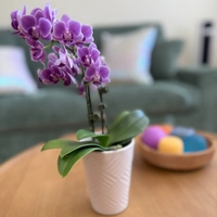 Muse Psychotherapy office with flowers and decoration